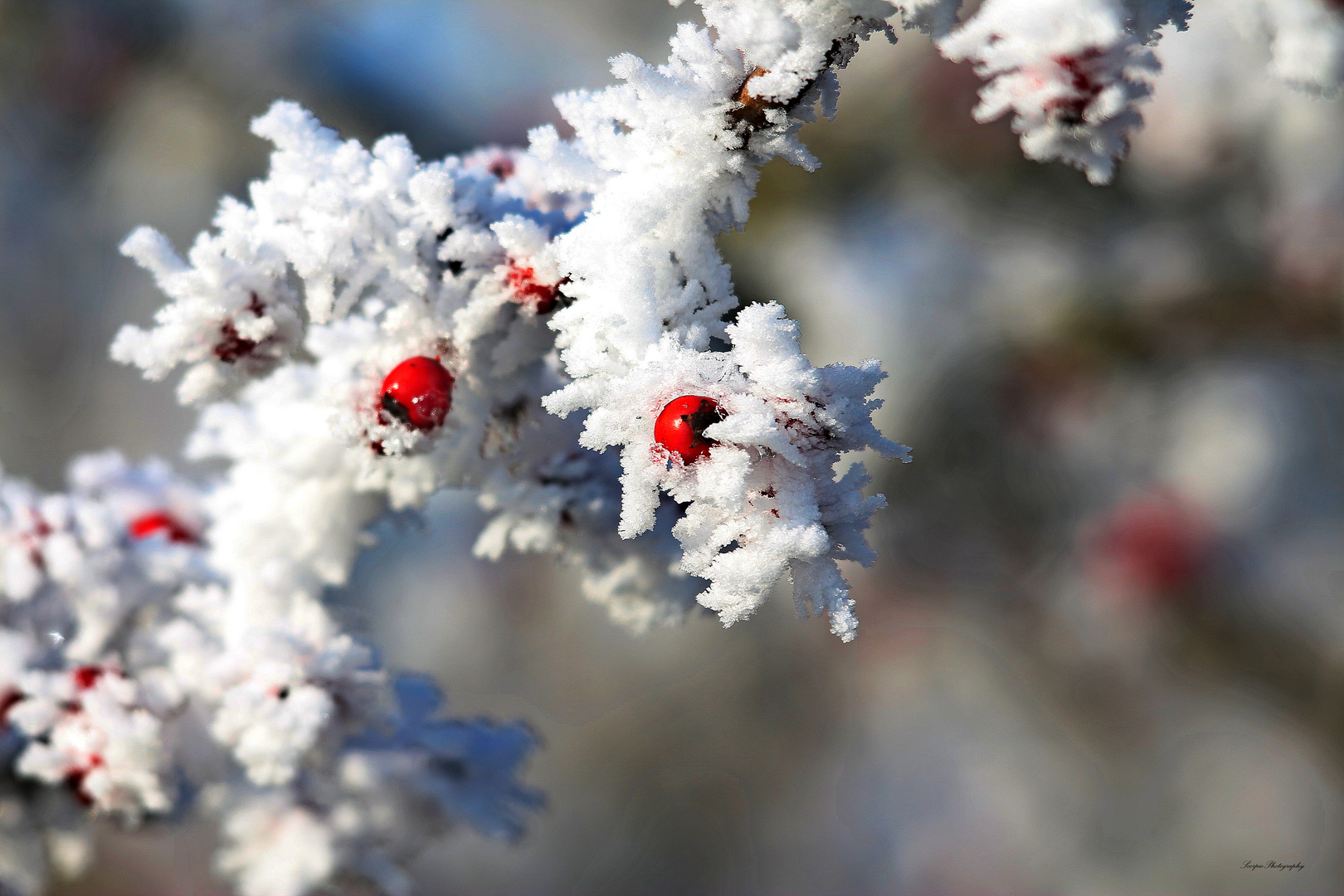 Frozen Berries 2