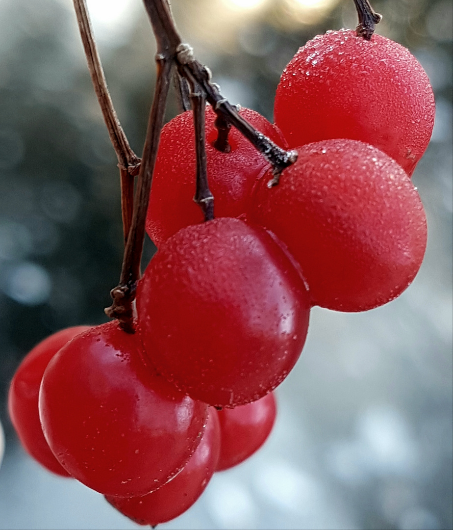 Frozen Berries 