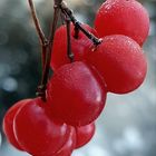 Frozen Berries 