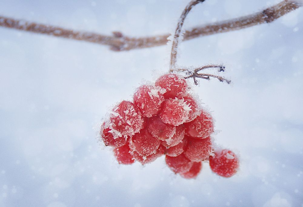 frozen berries