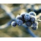 _frozen berries_