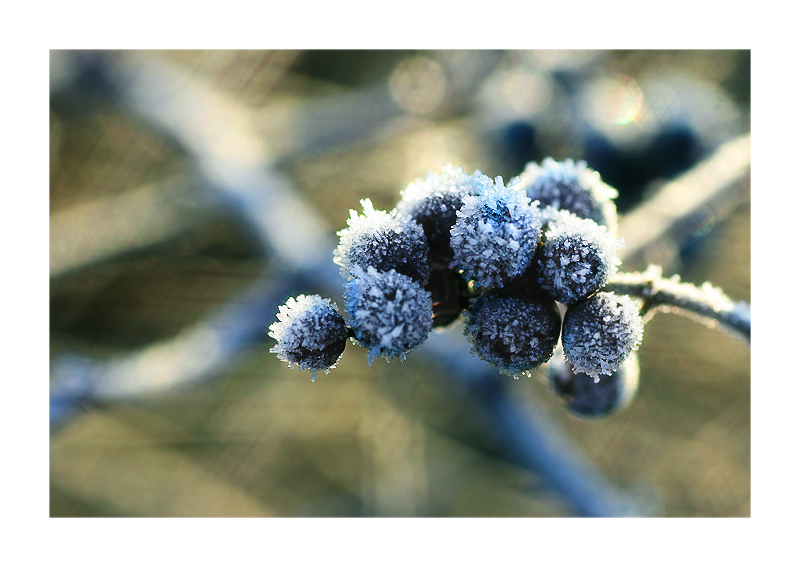 _frozen berries_
