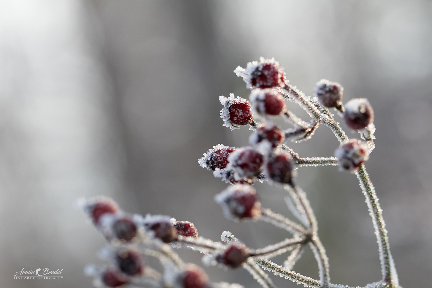 Frozen berries