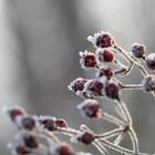 Frozen berries