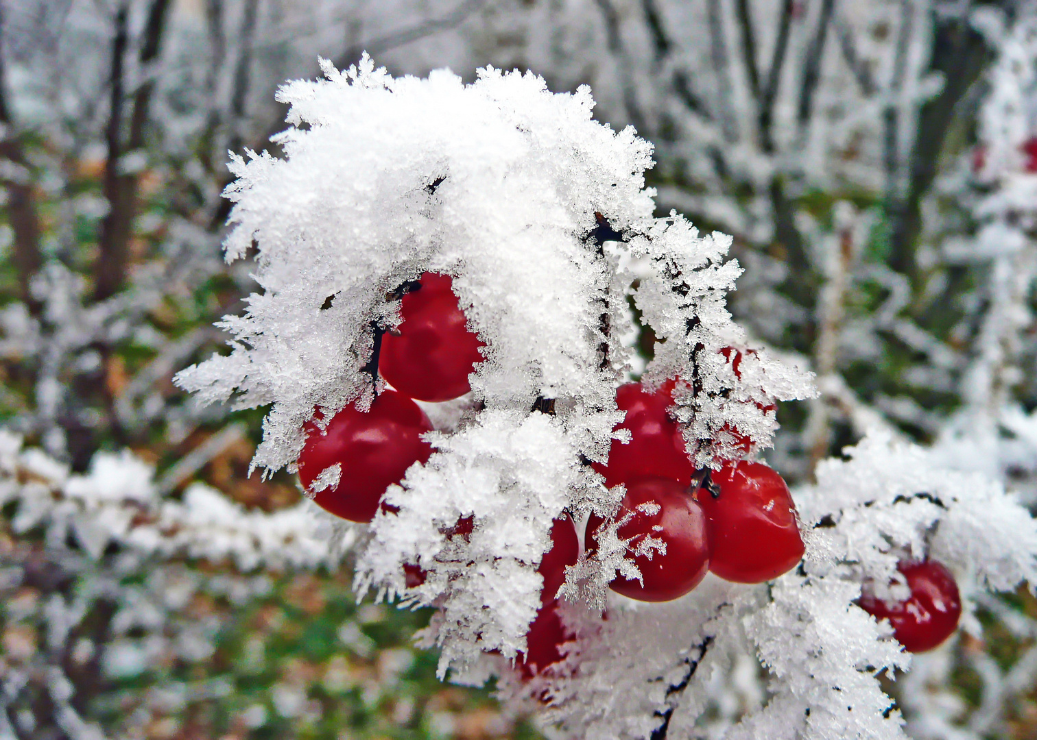 Frozen berries