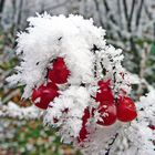 Frozen berries