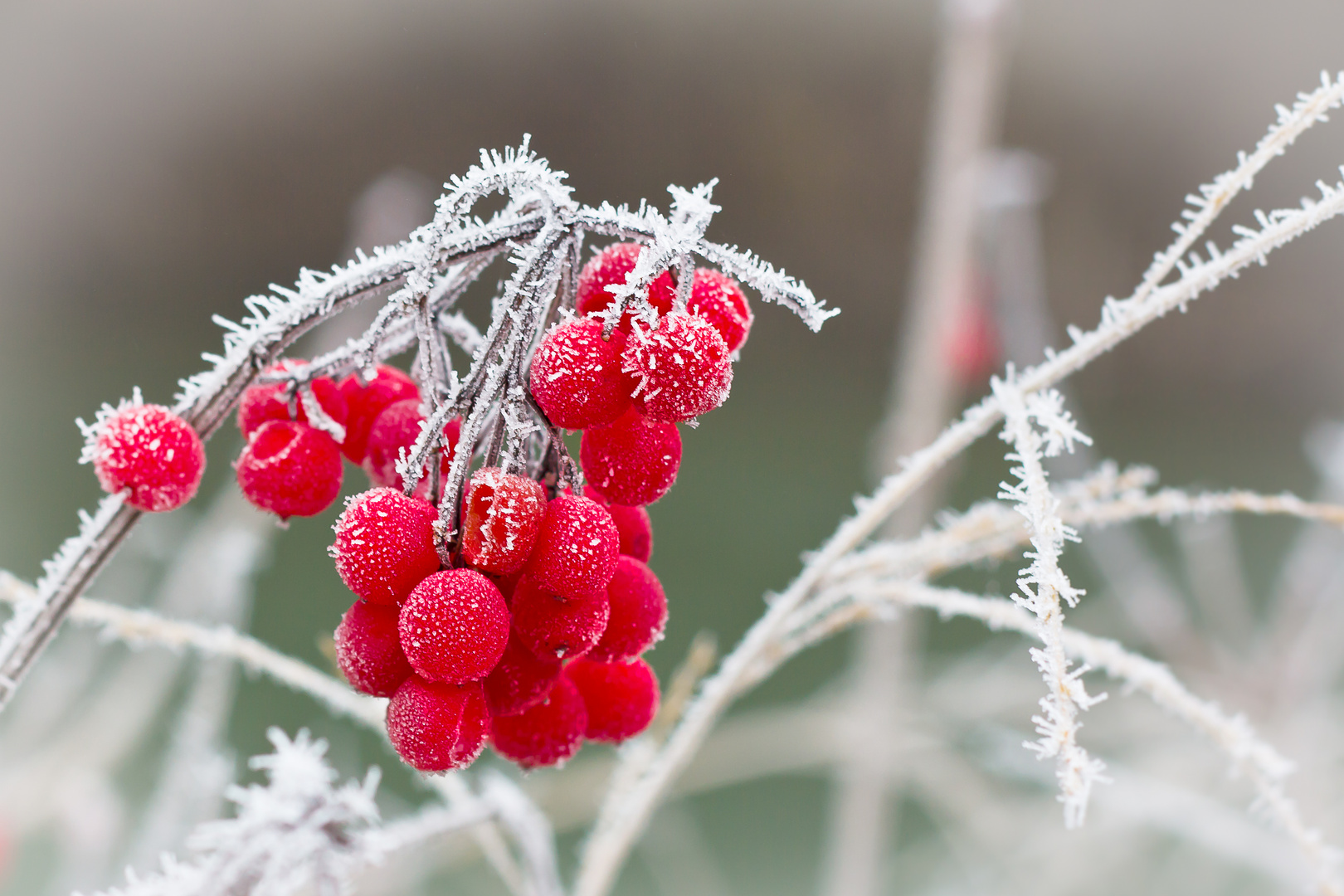 Frozen Berrys