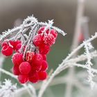 Frozen Berrys