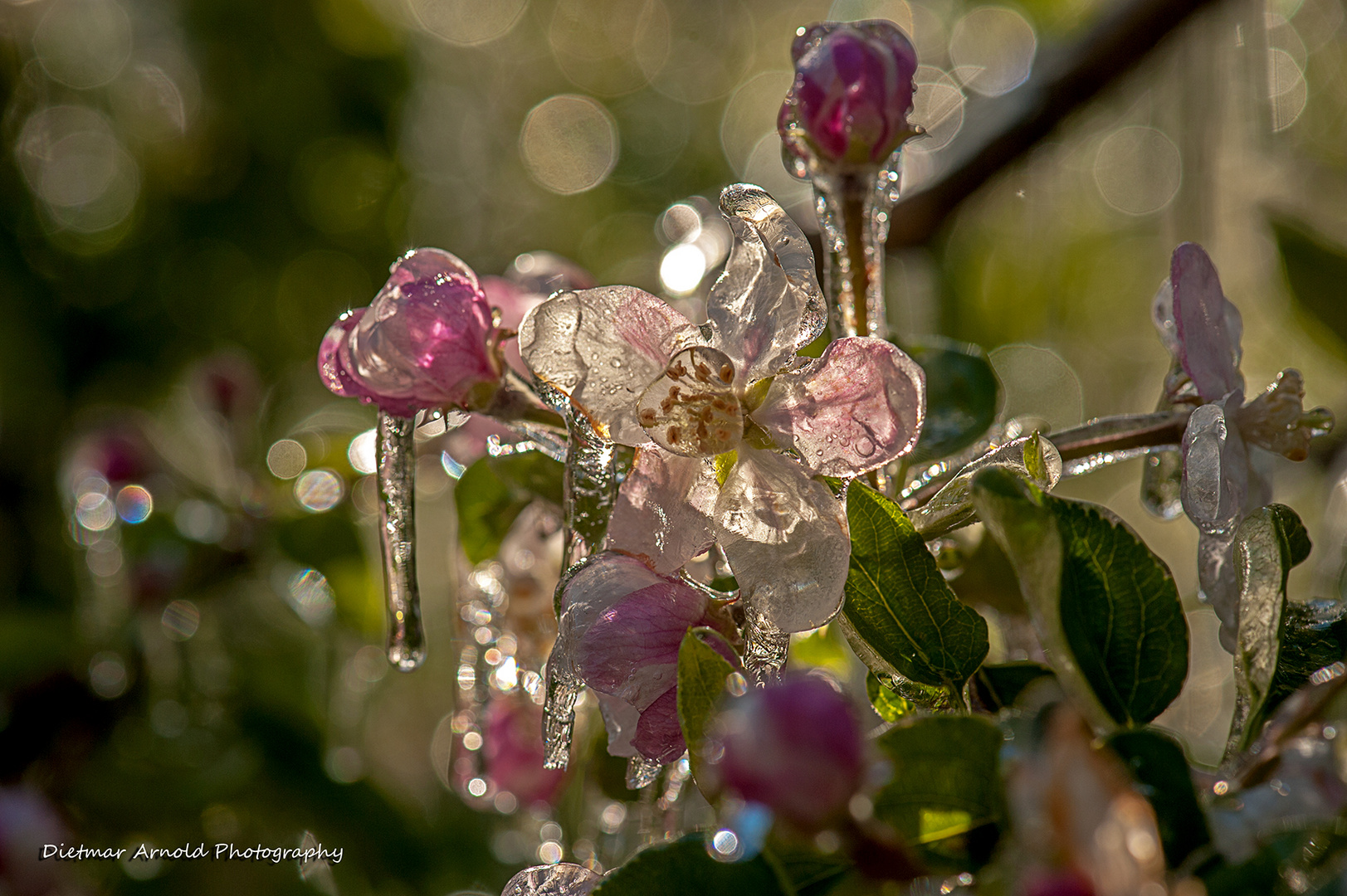 frozen blooms I