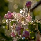 frozen blooms I