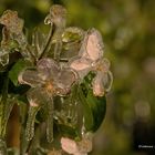 frozen blooms II