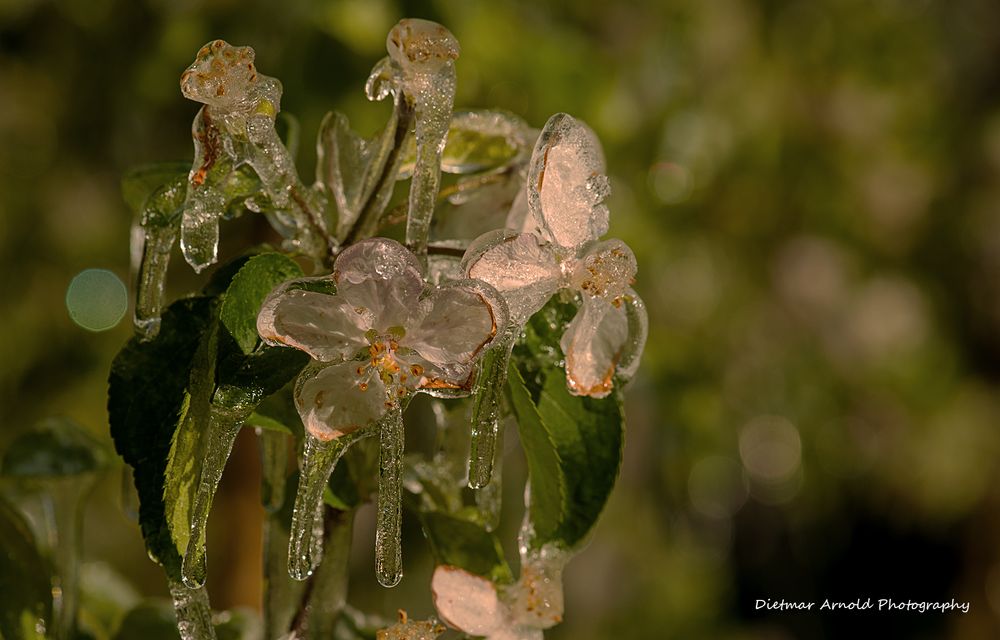 frozen blooms II