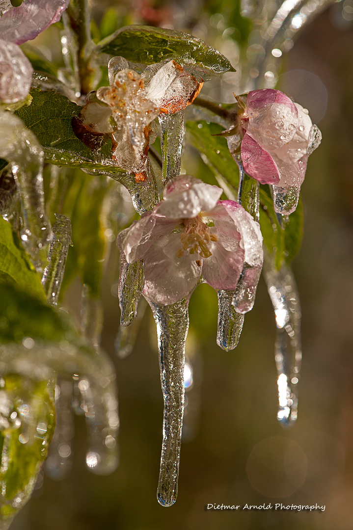 frozen blooms III
