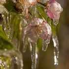 frozen blooms III