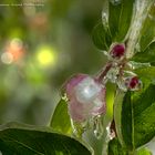 frozen blooms IV