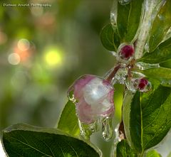 frozen blooms IV