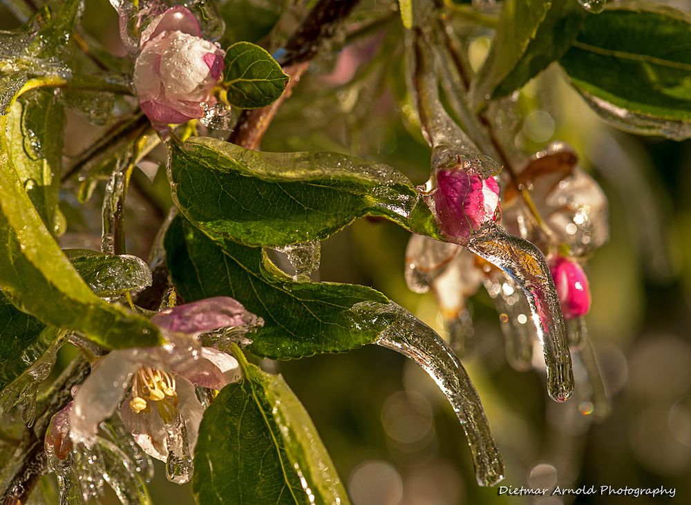 frozen blooms V