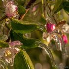 frozen blooms V