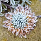 Frozen Blossom