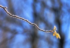 frozen brambles