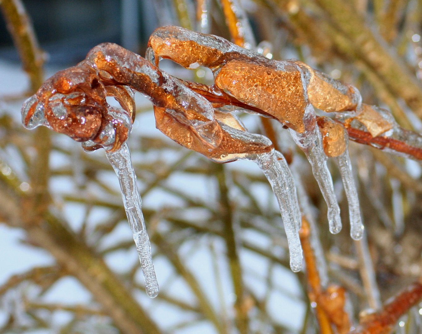 frozen Branch