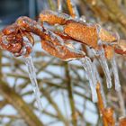 frozen Branch