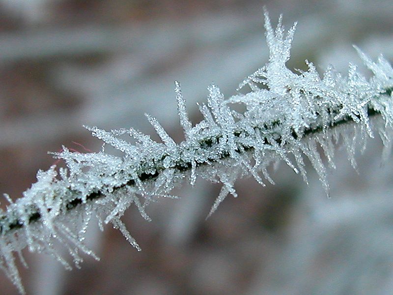 Frozen branch