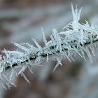 Frozen branch