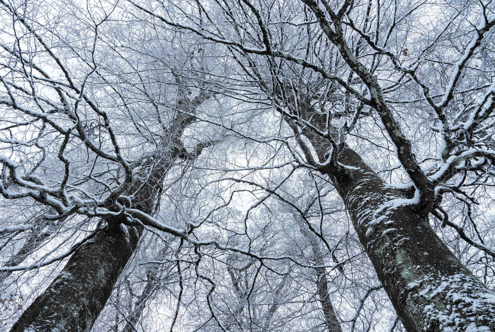 Frozen Branches