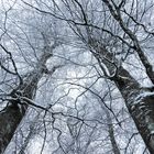 Frozen Branches