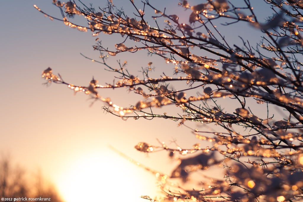 Frozen branches in the sunshine...