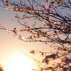 Frozen branches in the sunshine...