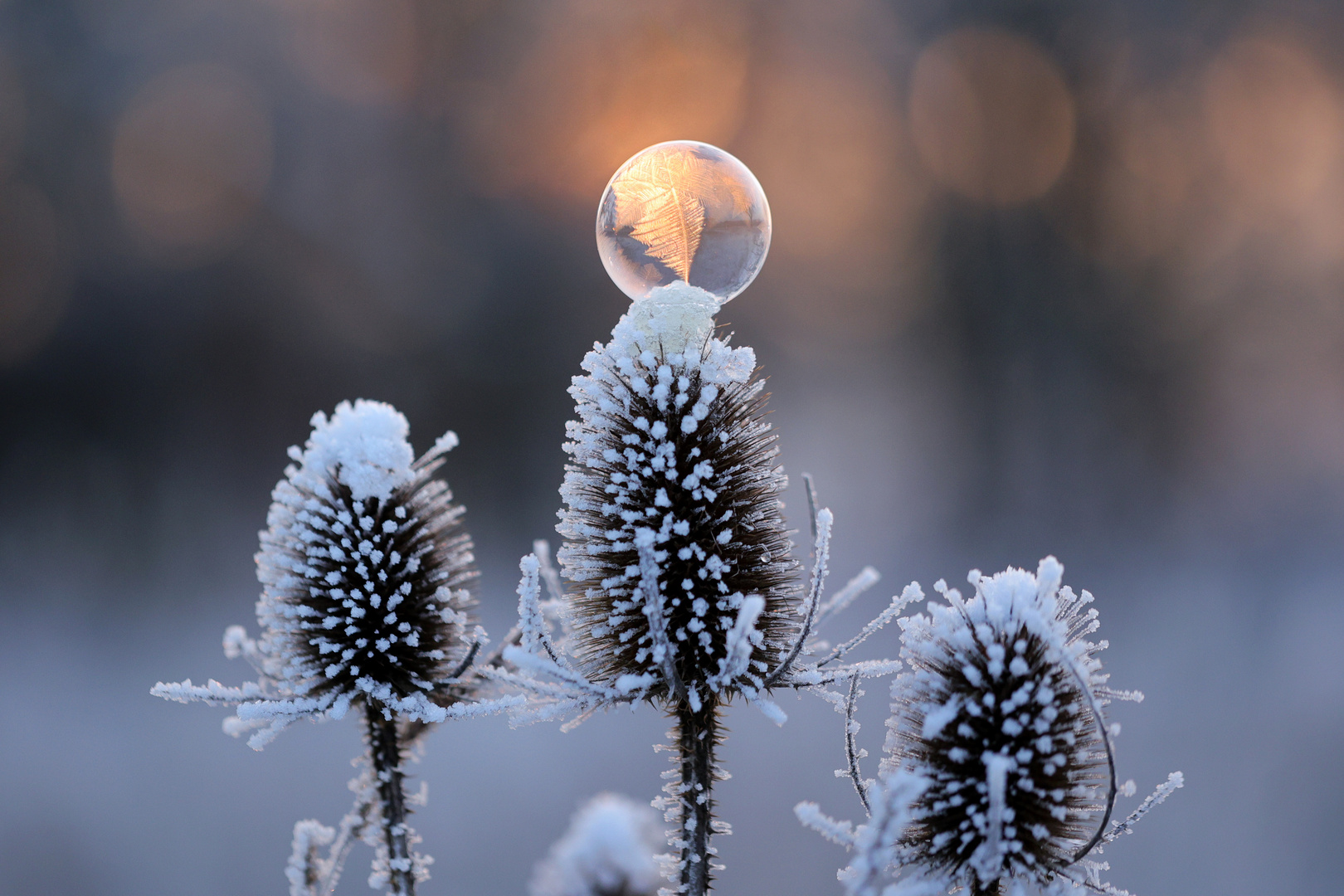 frozen bubble