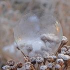 Frozen Bubbles 4