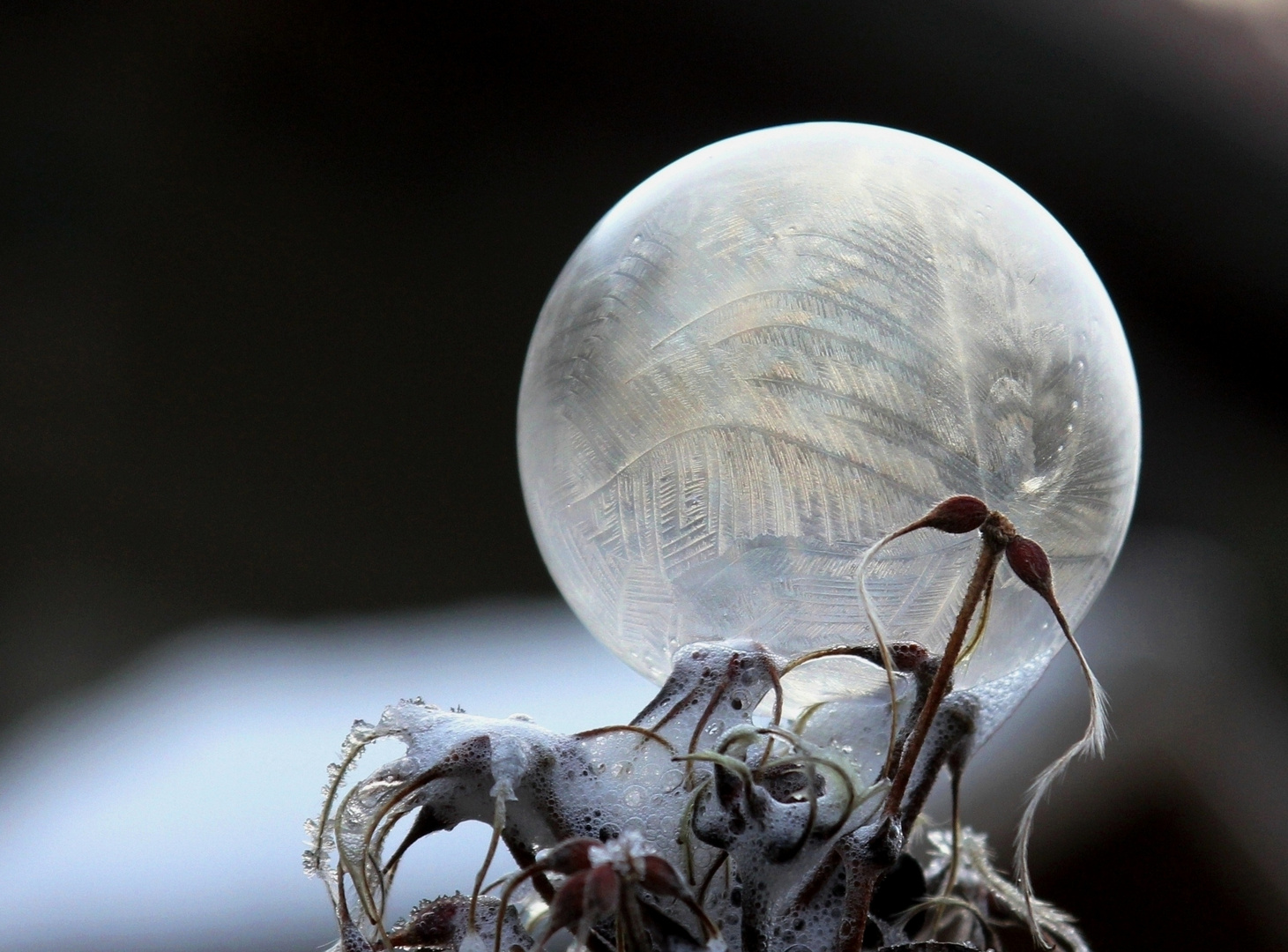 frozen bubbles