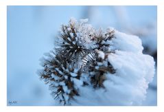 frozen burdocks