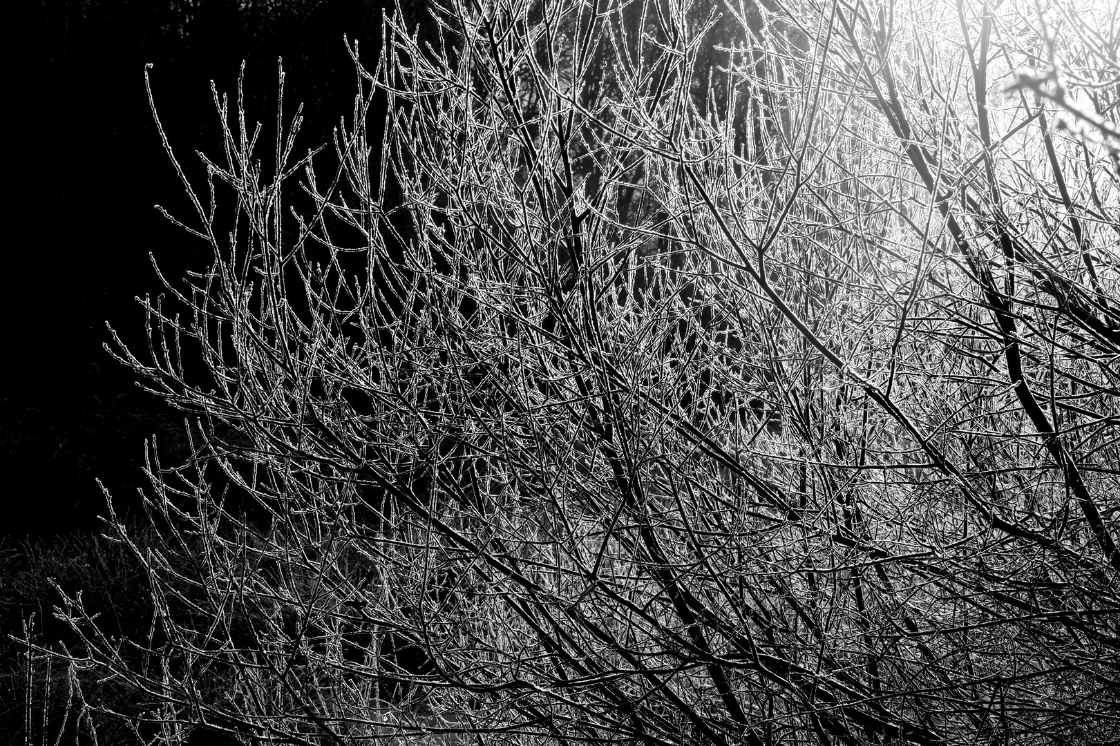 Frozen bush in the backlight