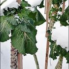 frozen cabbage