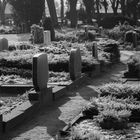 Frozen Cemetery