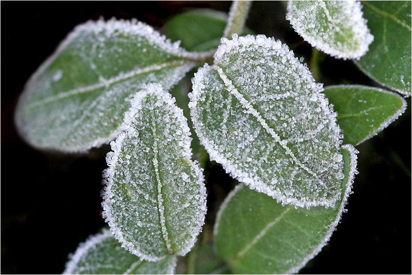 frozen charlotte