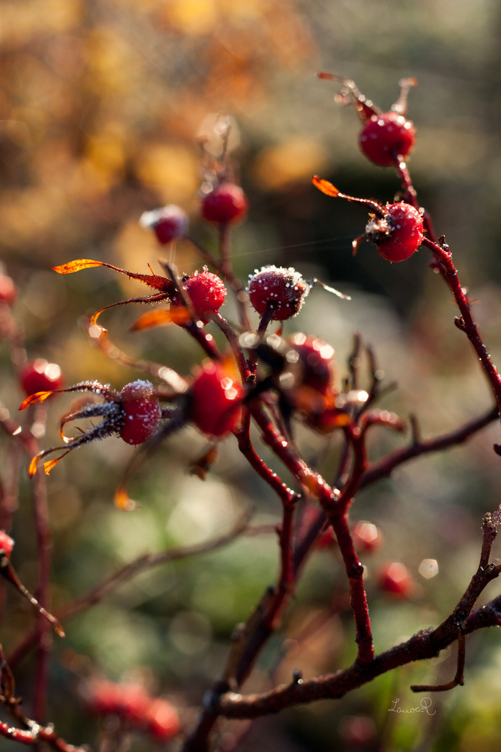 frozen cherrie's