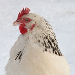 Frozen Chick