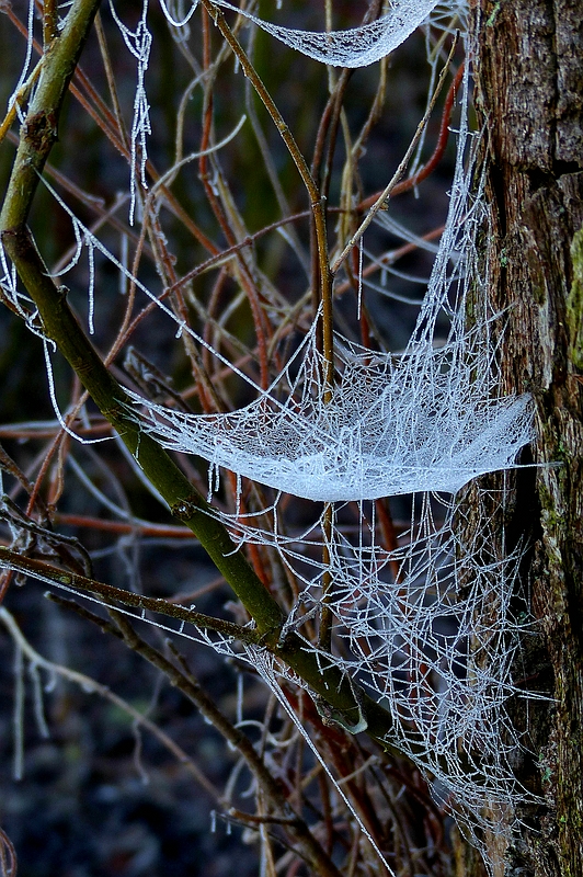 Frozen cobweb