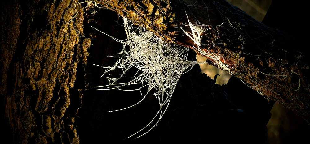 Frozen cobweb