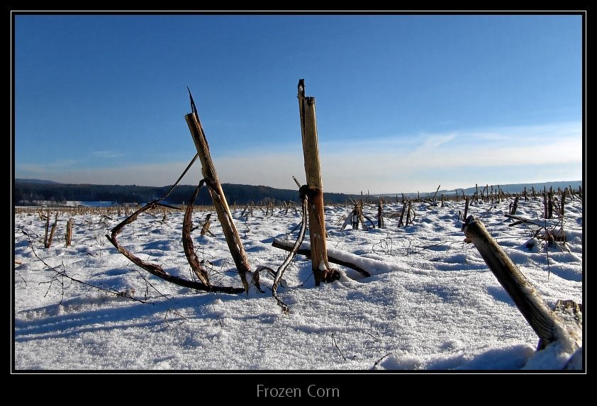 Frozen Corn