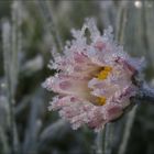 *frozen daisy*