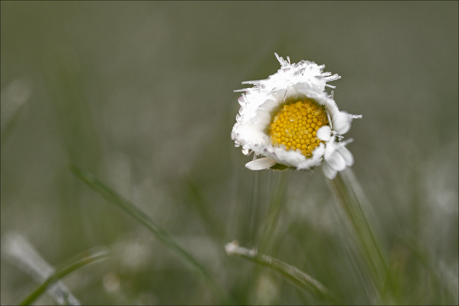 *frozen daisy*