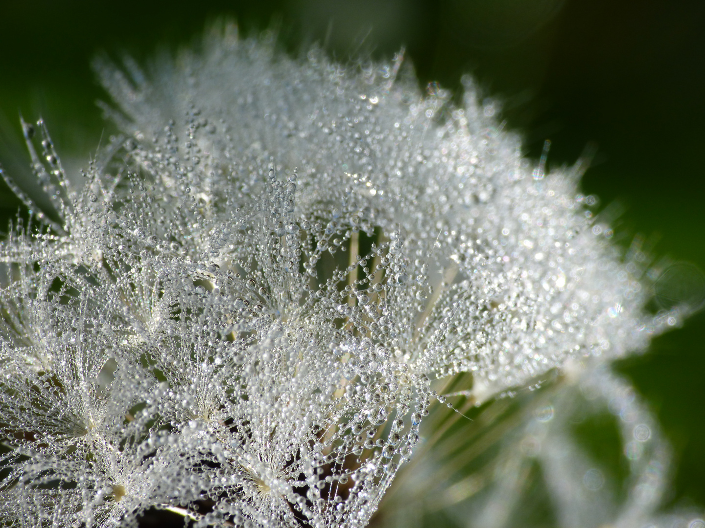 frozen dandelion