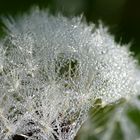 frozen dandelion