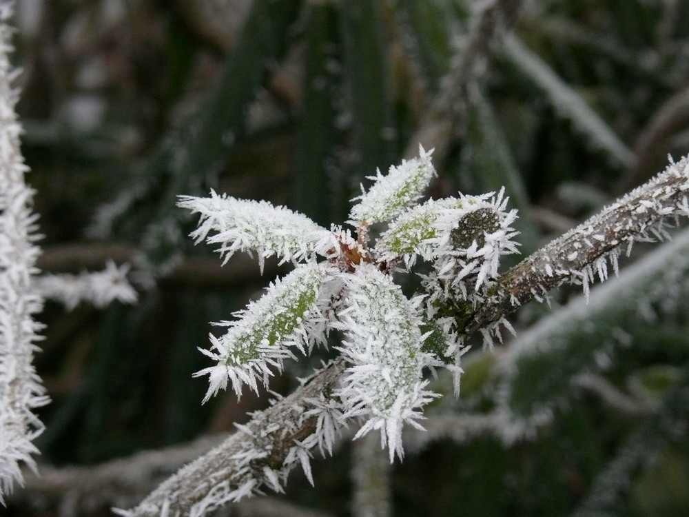 Frozen - Die Zeit steht still